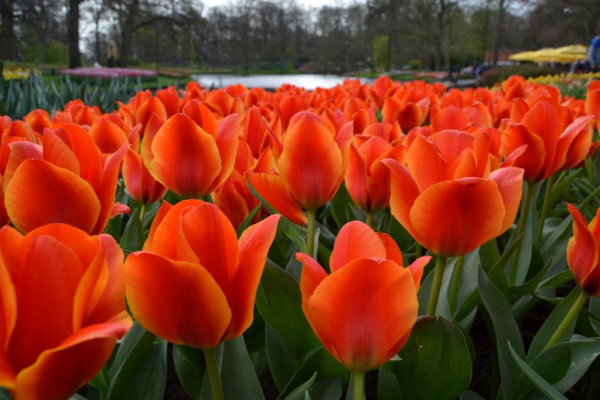 Karavanem za tulipány – Keukenhof 2024 - Forjoy